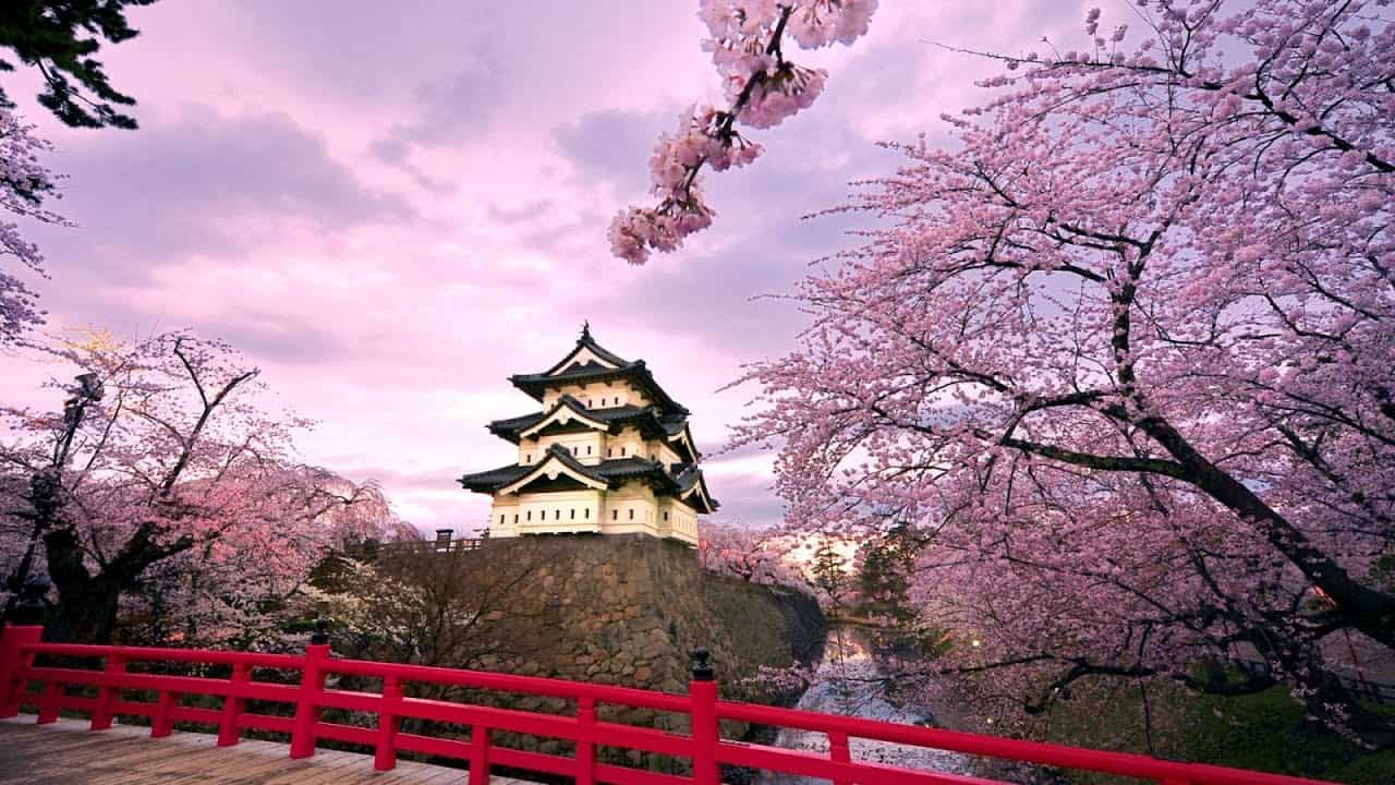 Mùa xuân Nhật Bản - Hoa anh đào nở rộ